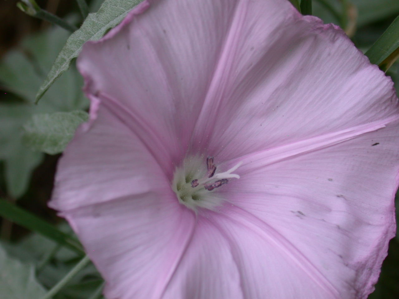 Convolvulus elegantissimus / Vilucchio elegantissimo (quiz)